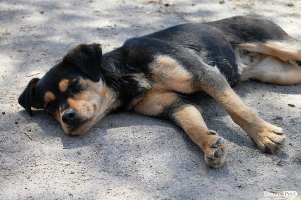 Іноземці безплатно стерилізуватимуть луцьких собак