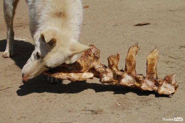Іноземці безплатно стерилізуватимуть луцьких собак