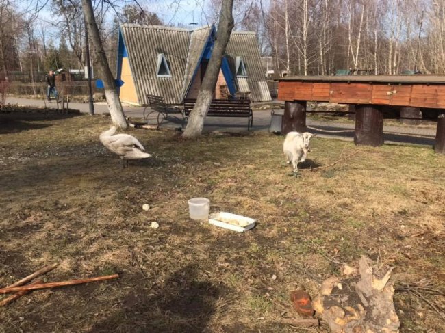 У луцькому зоопарку – весняне оновлення. ФОТО