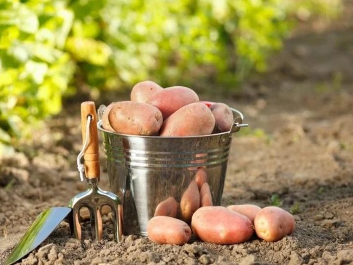 Скільки коштує насіннєва картопля на Волині?