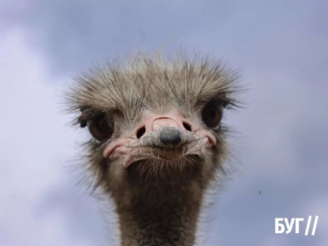 Колишній зварювальник з Волині вирощує страусів та павичів. ФОТО, ВІДЕО