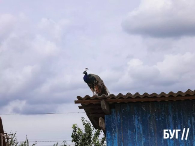 Колишній зварювальник з Волині вирощує страусів та павичів. ФОТО, ВІДЕО