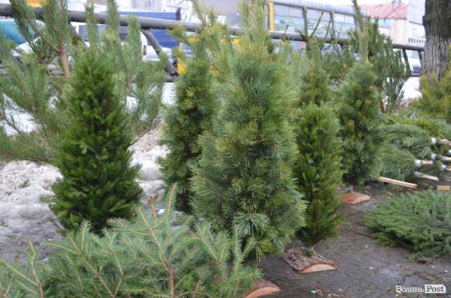 Від і до: за скільки у Луцьку можна купити новорічне деревце. ФОТО
