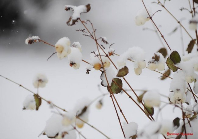 Старе місто у Луцьку накрило сніговою периною. ФОТО