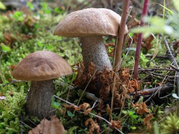 Погода у Луцьку та Волинській області на завтра, 8 серпня