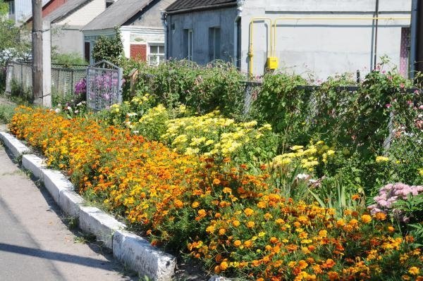 Як квітне райцентр на Волині. ФОТО