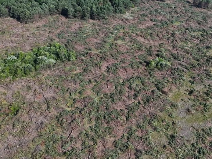 На Волині виявили незаконну вирубку дерев на 20 мільйонів гривень