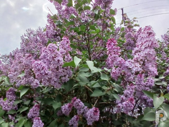 Вражає красою та ніжністю: на Волині рясно зацвіла бузкова алея. ФОТО