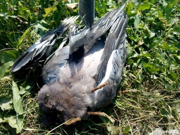 Під Луцьком молодий мисливець влаштував полювання прямісінько у населеному пункті. ФОТО