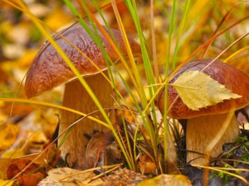 Найстарший лісівник Волині розповів, чи є гриби у лісах області