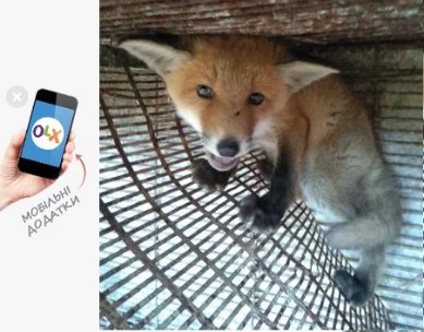 Чоловік з Волині намагається продати лисеня через інтернет. ФОТО