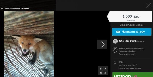 Чоловік з Волині намагається продати лисеня через інтернет. ФОТО