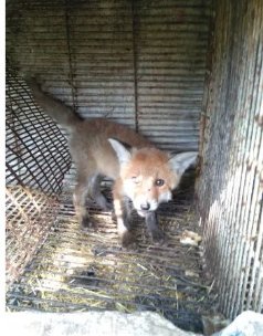 Чоловік з Волині намагається продати лисеня через інтернет. ФОТО