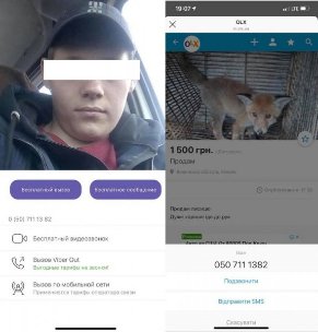 Чоловік з Волині намагається продати лисеня через інтернет. ФОТО