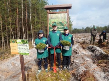 Лісокультурна кампанія в розпалі: показали, як заліснювали Любомльщину. ФОТО