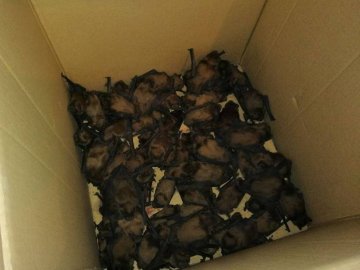 Волинян закликають допомогти повернути додому кажанів, які зимували у щілинах вікон. ФОТО
