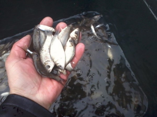 У Теремнівський ставок запустили рибу. ФОТО