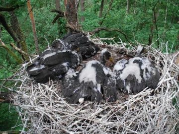 На Волині виявили гнізда чорного лелеки. ФОТО