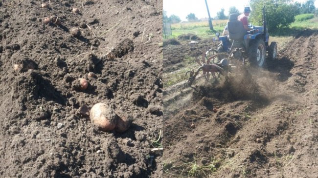 Сезон картоплі на Волині: чи вродила цього року і скільки коштує 