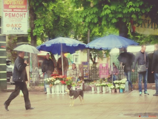 Луцькі парасолі. ФОТО