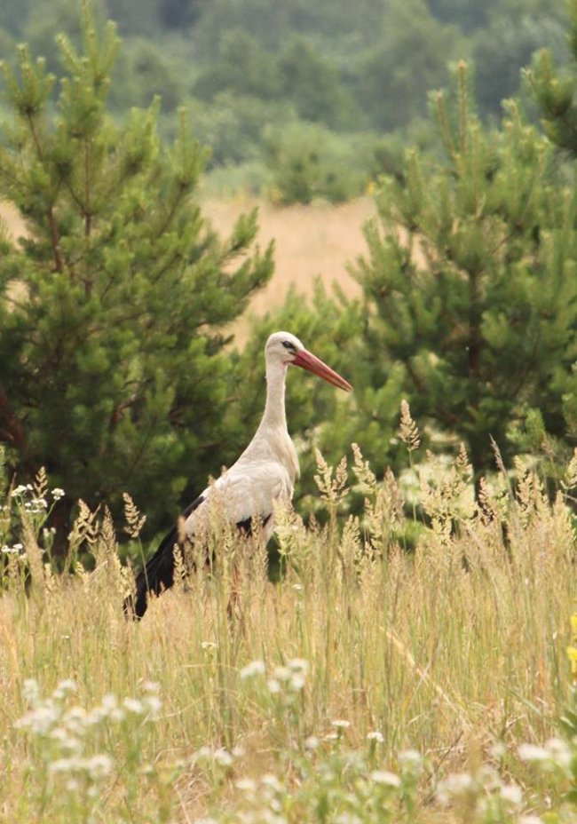 Лелеки позували у полі для волинського фотографа
