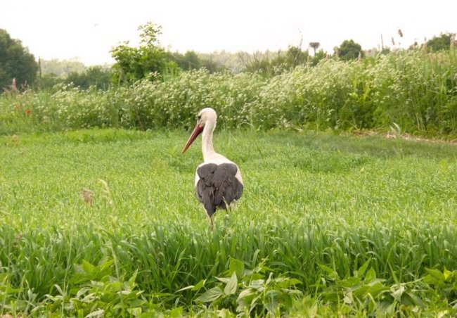 Лелеки позували у полі для волинського фотографа