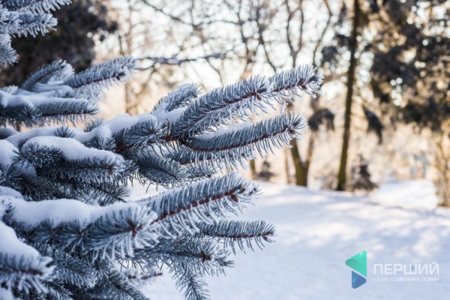 Мерехтливий сніг і кришталевий іній: Луцьк опинився у морозному полоні. ФОТО