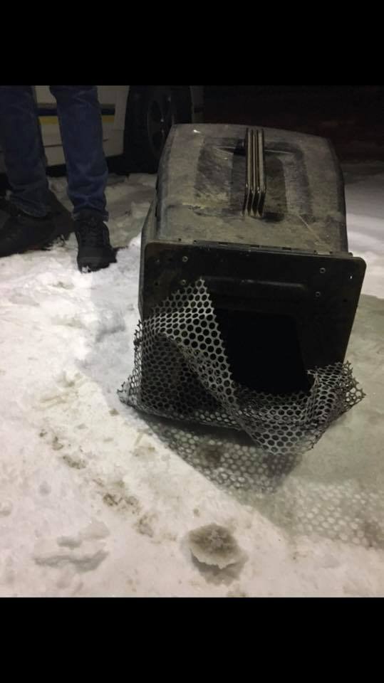 У Луцьку живодер ледь не вбив кота на морозі. ФОТО