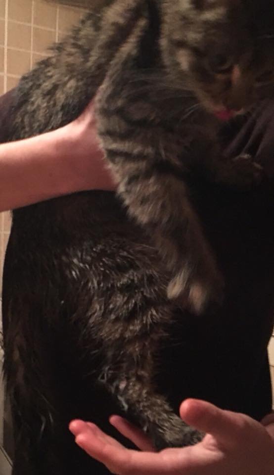 У Луцьку живодер ледь не вбив кота на морозі. ФОТО