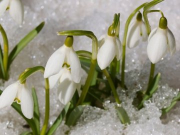 «Квіткова» мафія на Волині: просять не купувати у бабусь первоцвіти