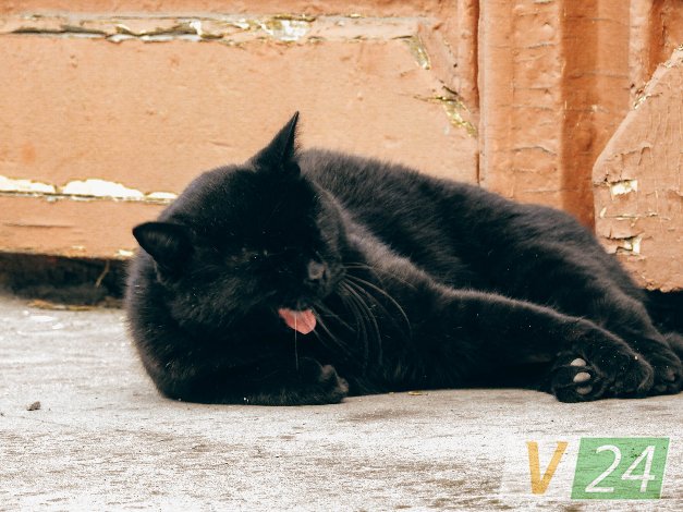 Історія гордого Мурчика, або Як чорний кіт потрапив у луцький монастир