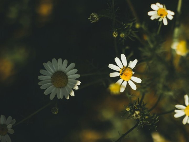 Короткочасні дощі і зниження температури: прогноз погоди від синоптиків на Волині