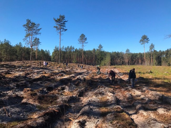 Користь для довкілля і «тімбілдингу»: фірма з Луцька у вихідний висадила гектар лісу. ФОТО