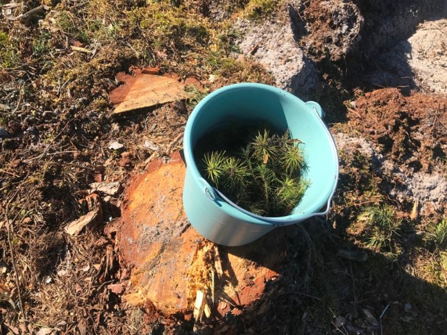 Користь для довкілля і «тімбілдингу»: фірма з Луцька у вихідний висадила гектар лісу. ФОТО