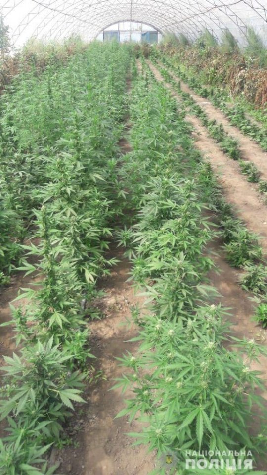 Поліцейські вилучили наркотиків на 4,5 мільйона гривень. ФОТО