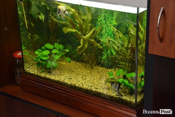 Як революціонери «розбиралися» із начальником «Волиньрибоохорони». ФОТО. ВІДЕО