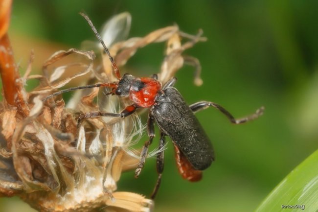 Загадковий комашиний світ в об'єктиві волинського фотографа
