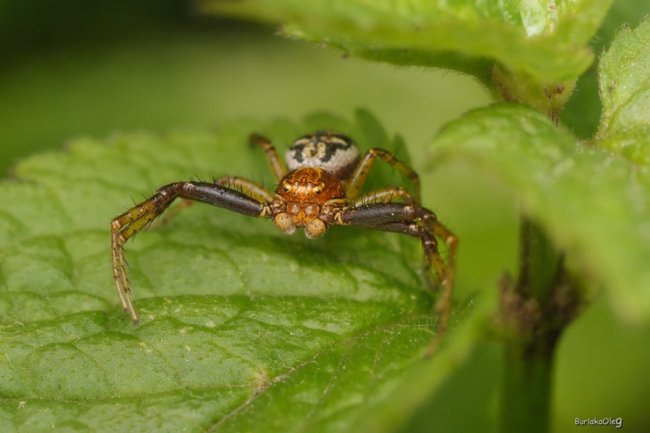 Загадковий комашиний світ в об'єктиві волинського фотографа