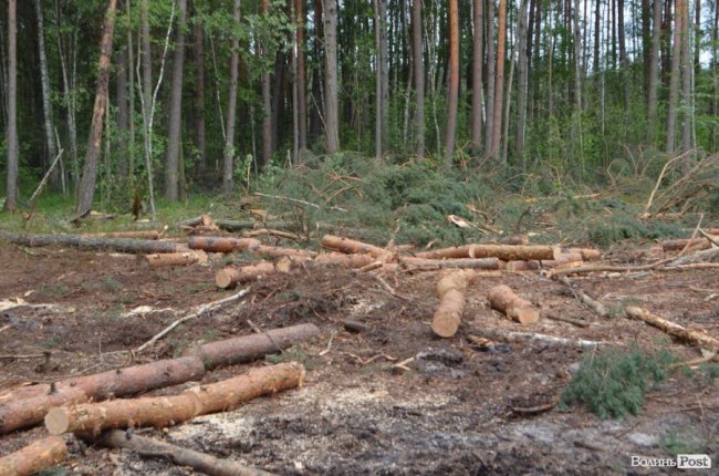 Цуманська пуща