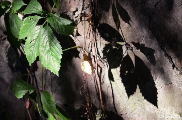 Фотопогляд: центральний парк Луцька