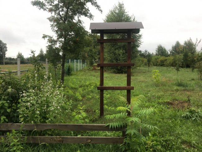 У селі Світязь вчителька хімії створює дендропарк. ФОТО