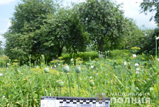 Волинянин вирощував мак на присадибній ділянці: йому «світить» до трьох років за ґратами