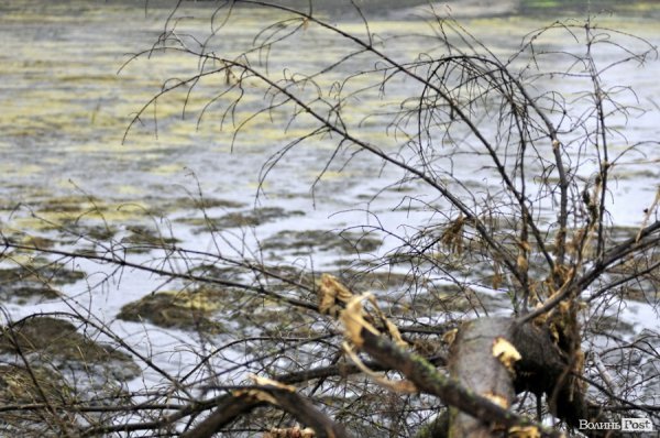 Як чистять ставки в Теремно. ФОТО