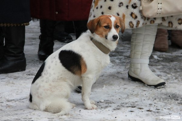 Луцьк вшанував Шевченка. ФОТО