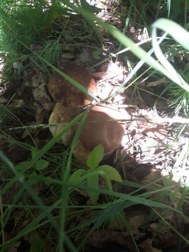 Волинянка похизувалася чималим грибним «уловом». ФОТО