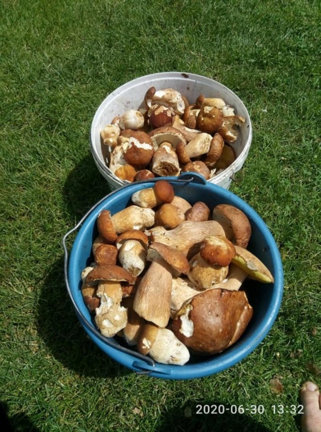 Волинянка похизувалася чималим грибним «уловом». ФОТО