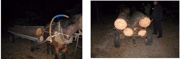 Луцькі прикордонники виявили незаконну вирубку лісу. ФОТО