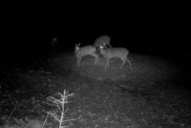 Як взимку у волинських лісах підгодовують диких звірів. ФОТО
