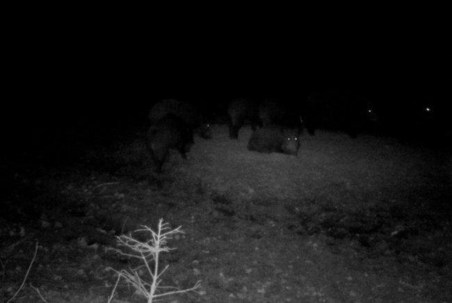 Як взимку у волинських лісах підгодовують диких звірів. ФОТО