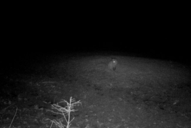 Як взимку у волинських лісах підгодовують диких звірів. ФОТО